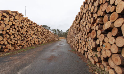 Duże problemy na rosyjskim rynku drewna