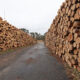 Duże problemy na rosyjskim rynku drewna